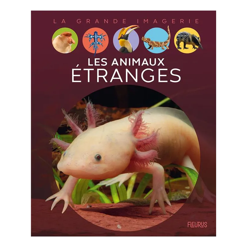 Les animaux étranges - Elisabeth Dumont-Le Cornec - Fleurus - Grand format - ravate.com librairie reunion