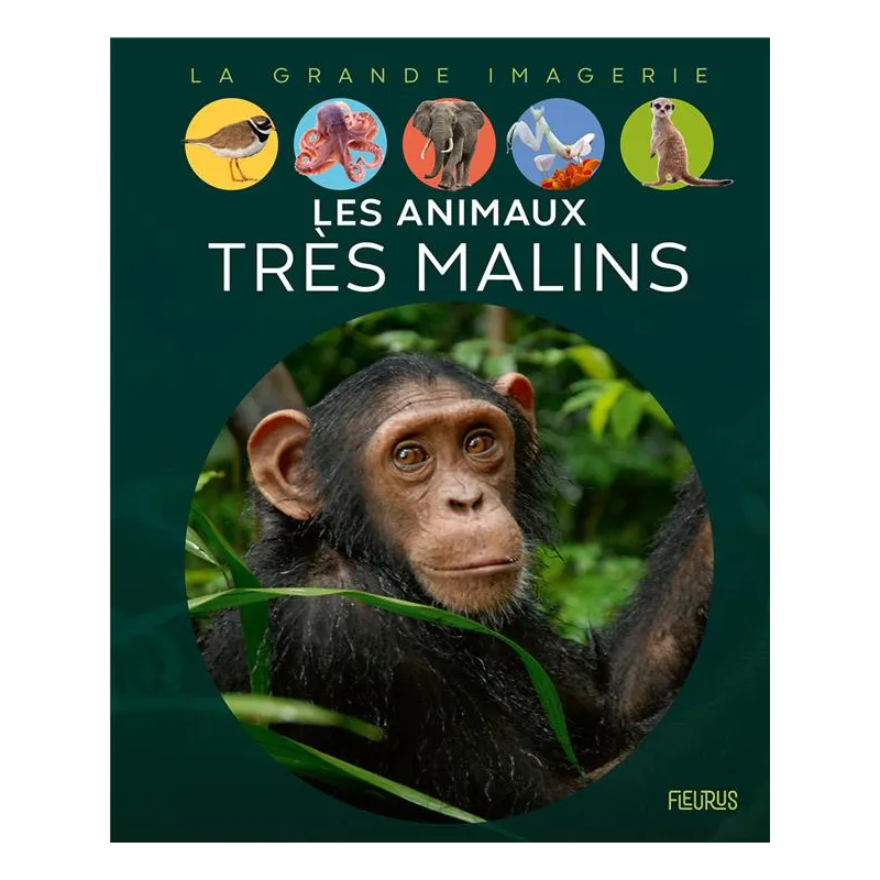 Les animaux très malins - Sabine Lieveaux-boccador - Fleurus - Grand format - ravate.com librairie reunion