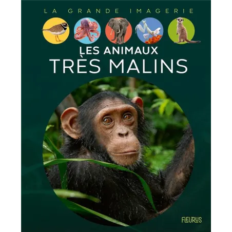 Les animaux très malins