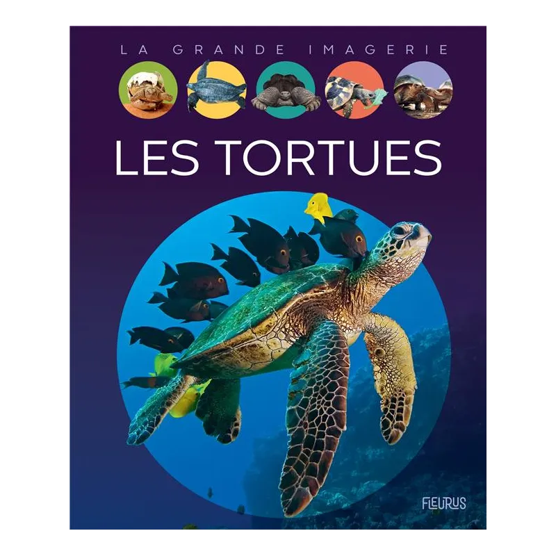 Les tortues - Sabine Boccador - Fleurus - Grand format - ravate.com librairie reunion