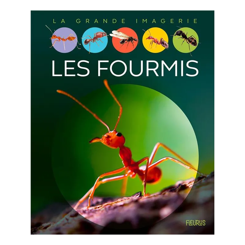 Les fourmis - Collectif - Fleurus - Grand format - ravate.com librairie reunion