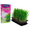 Herbe à chat - VITAKRAFT