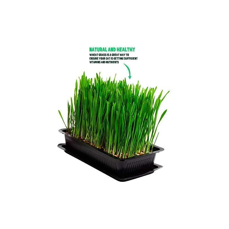 Herbe à chat - VITAKRAFT