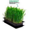 Herbe à chat - VITAKRAFT