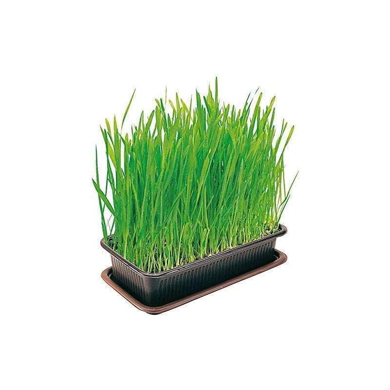 Herbe à chat - VITAKRAFT