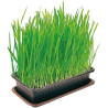 Herbe à chat - VITAKRAFT