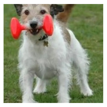 Retrieval Training Haltère Jouet Small COMPANY OF ANIMAL'S
