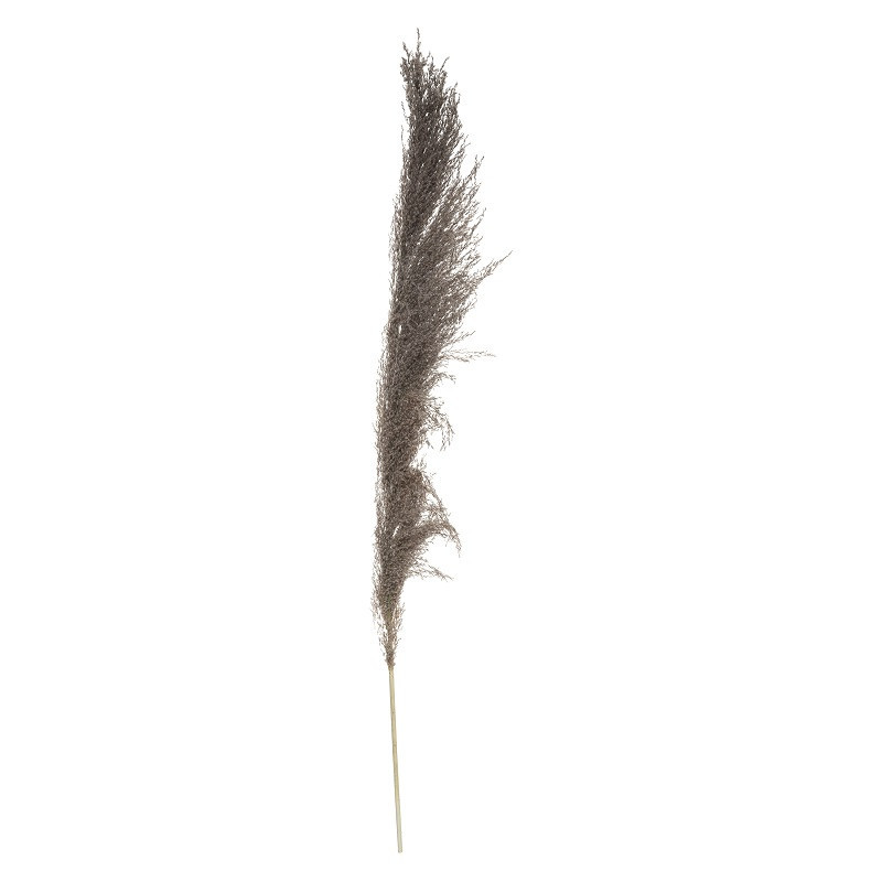 PAMPA NATUREL BRUNE X3 H110