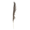 PAMPA NATUREL BRUNE X3 H110