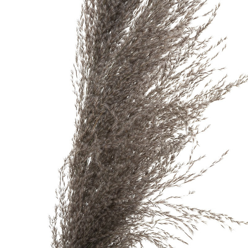 PAMPA NATUREL BRUNE X3 H110