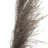 PAMPA NATUREL BRUNE X3 H110