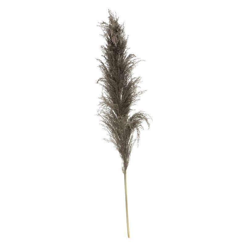 PAMPA NATUREL BRUNE X3 H110