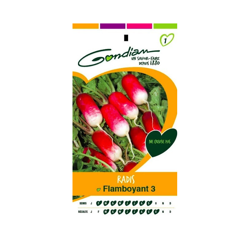 Radis flamboyant - GONDIAN