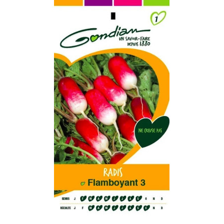 Radis flamboyant - GONDIAN