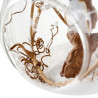 Boule de Noël Transparent Oiseau à l’Intérieur 