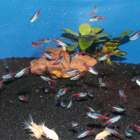 Aliment pour poissons d’aquarium ProNovo Neon Grano XXS 20mL - JBL - JBL-3114700