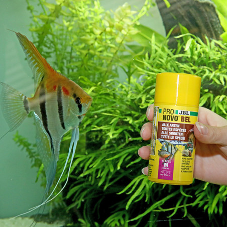 Aliment de base en flocons tous poissons Pronovo Bel Flakesm 1L - JBL - JBL-3110800