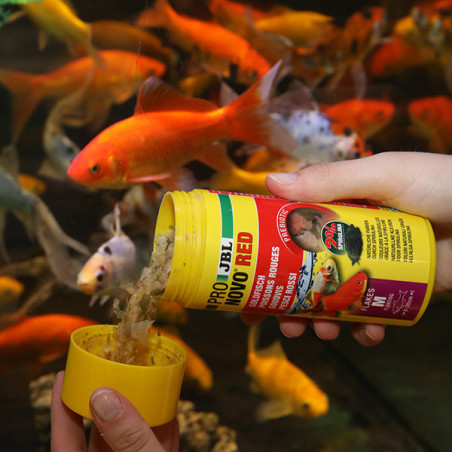 Aliment de base en flocons pour poissons rouges 250ml - JBL Pronovo Red Flakesm
