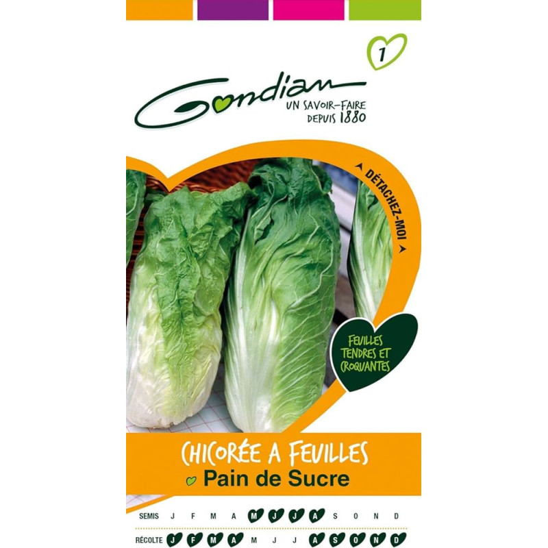 Chicorée feuilles pain de sucre BIO