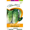 Chicorée feuilles pain de sucre BIO