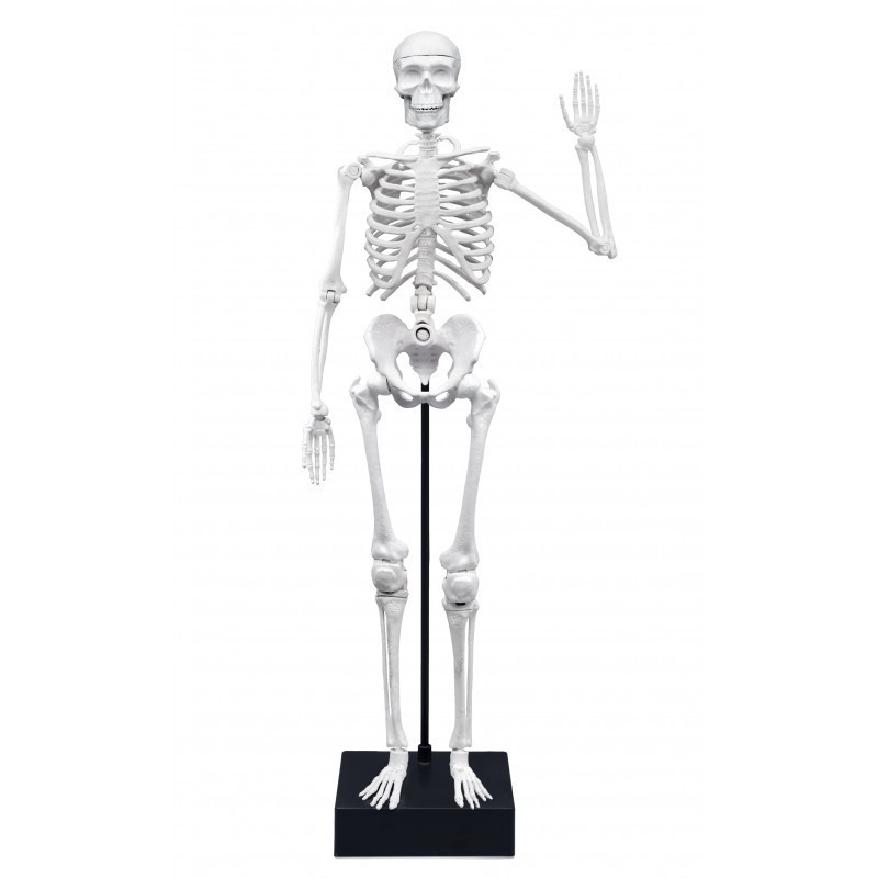 Squelette géant 45 cm BUKI - Dès 8 ans