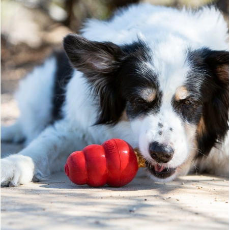 Friandises chien adulte - KONG