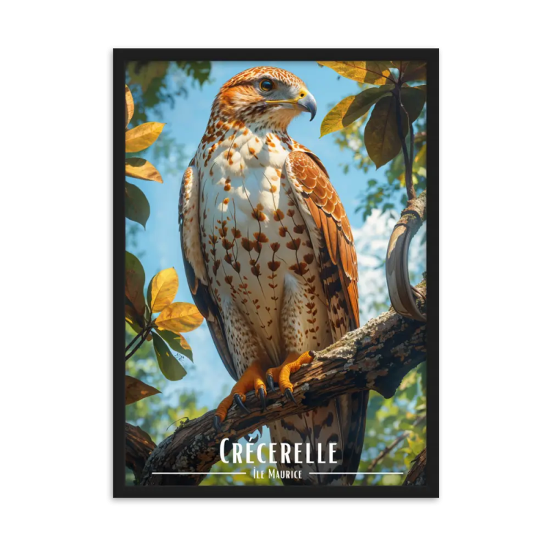 Crecerelle 50 × 70 cm