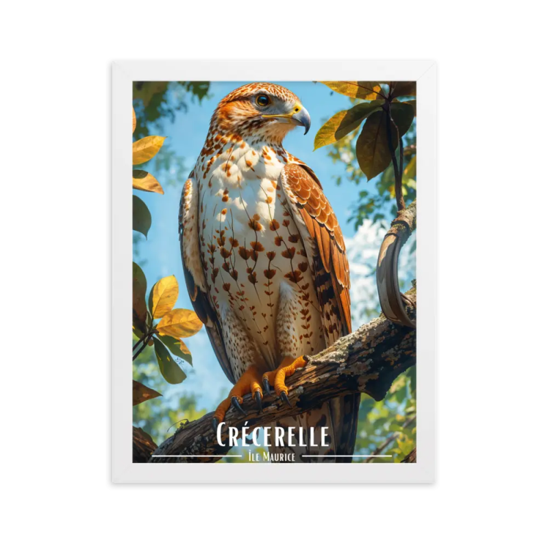 Crecerelle 61 × 91 cm