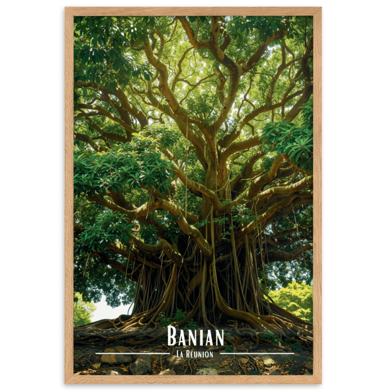 Banian en haut de la colline  30 × 40 cm