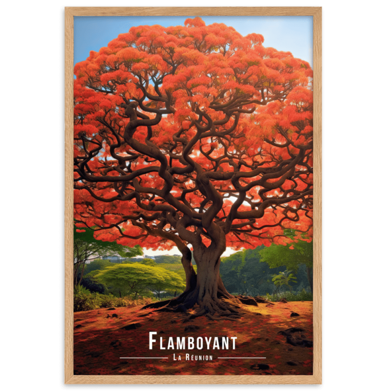 Flamboyant en fleur  30 × 40 cm