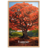 Flamboyant en fleur  30 × 40 cm