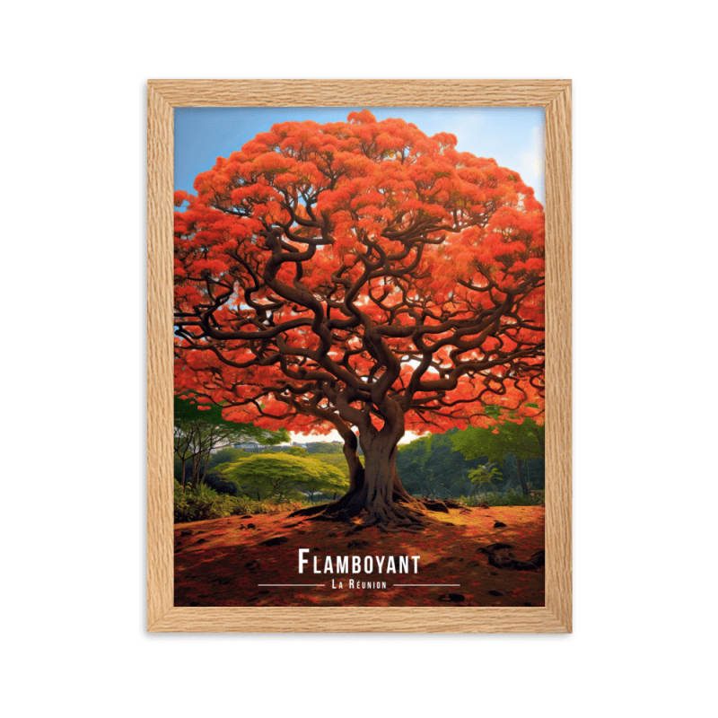 Flamboyant en fleur  50 × 70 cm