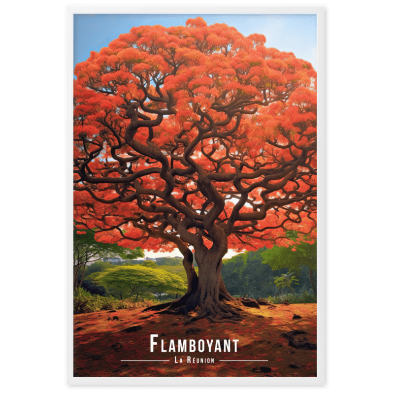 Flamboyant en fleur  61 × 91 cm