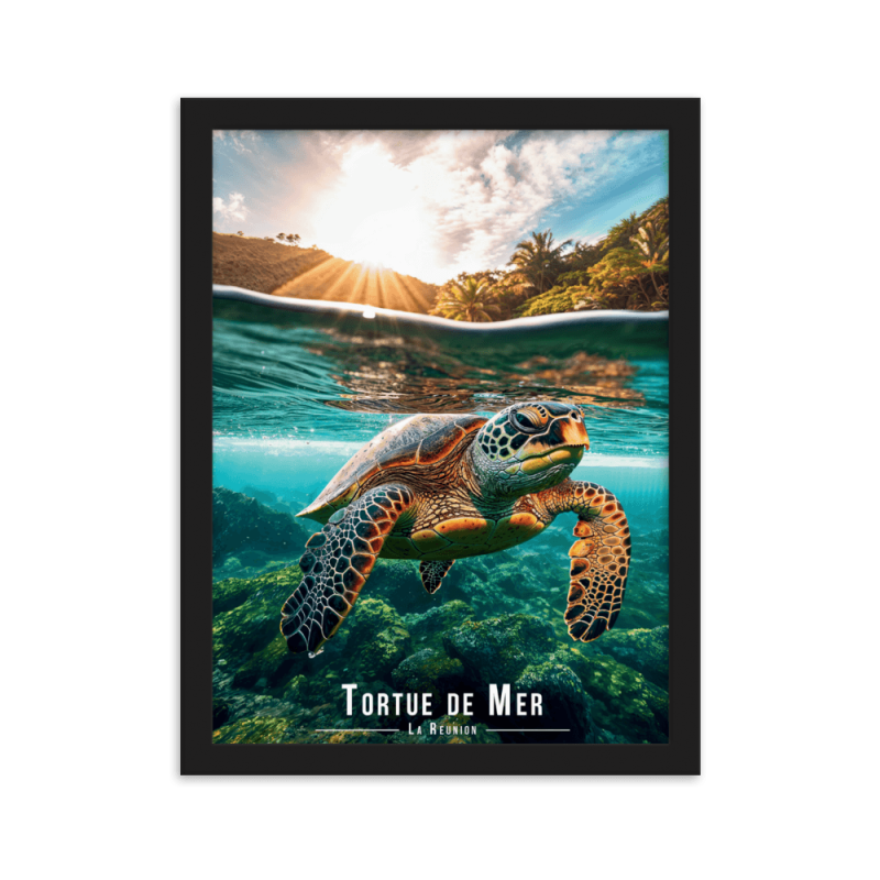 Tortue de mer nageant tranquillement  50 × 70 cm