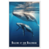 Baleine et son petit  61 × 91 cm